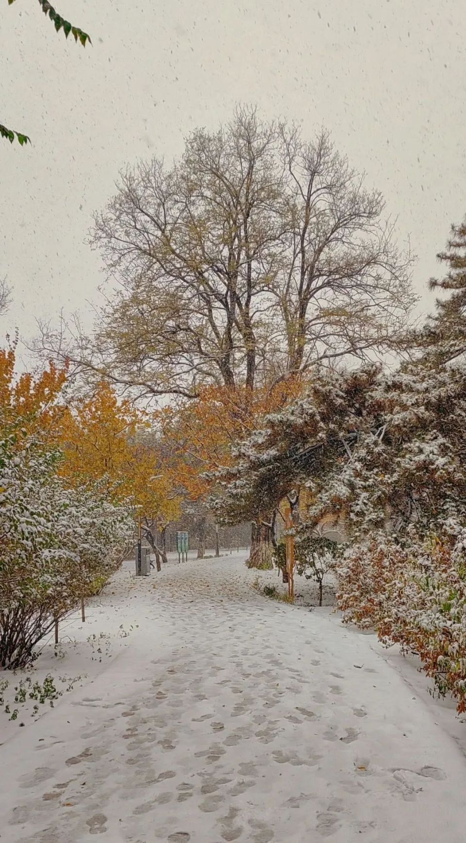 阜新雪景图片