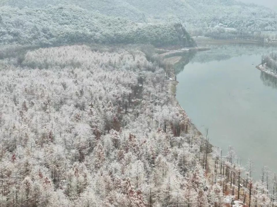 皖美夏日 | 百日百景大黄山——红杉林景点