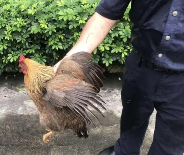 打鸣公鸡被加餐,牛蛙呱呱叫被抓:影响高考?