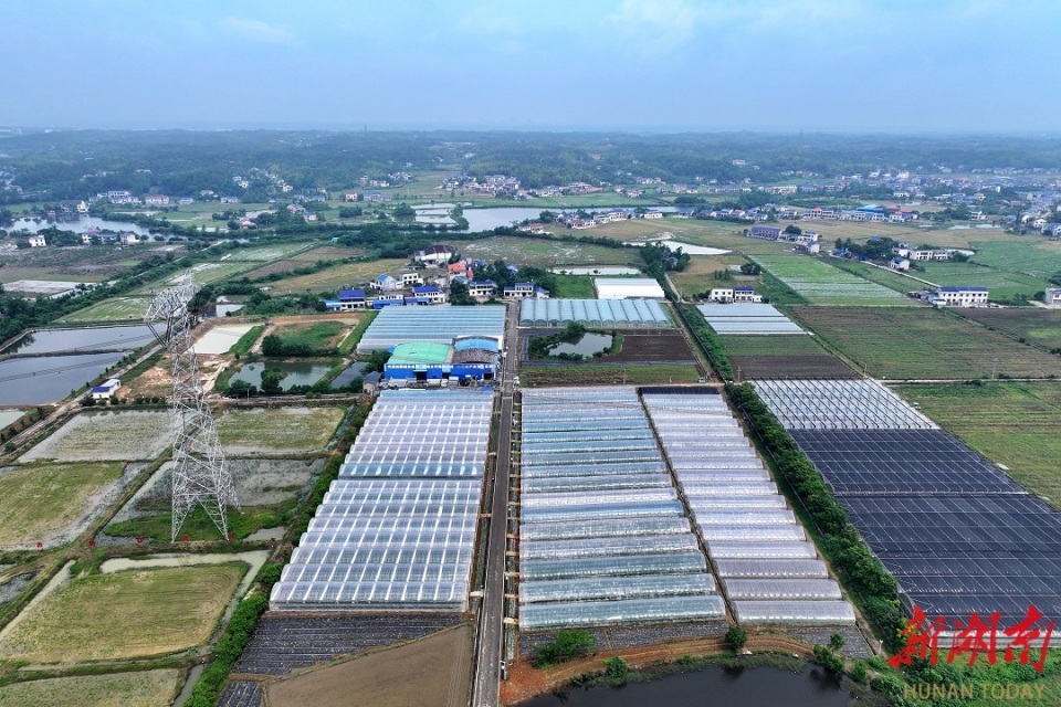 衡龙桥镇:蔬果飘香产业旺 村靓景美文旅兴