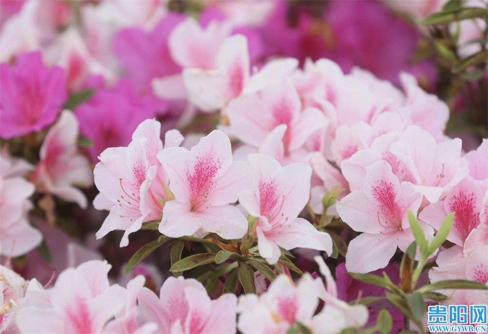 贵安新区:映山红花开 车在花中行