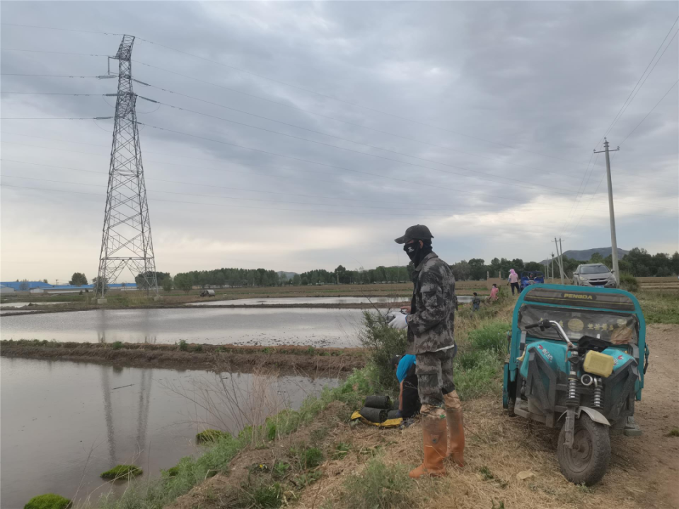 自己家种了七垧水田地,用植保无人机一天可以运3000多盘稻秧苗,很快就