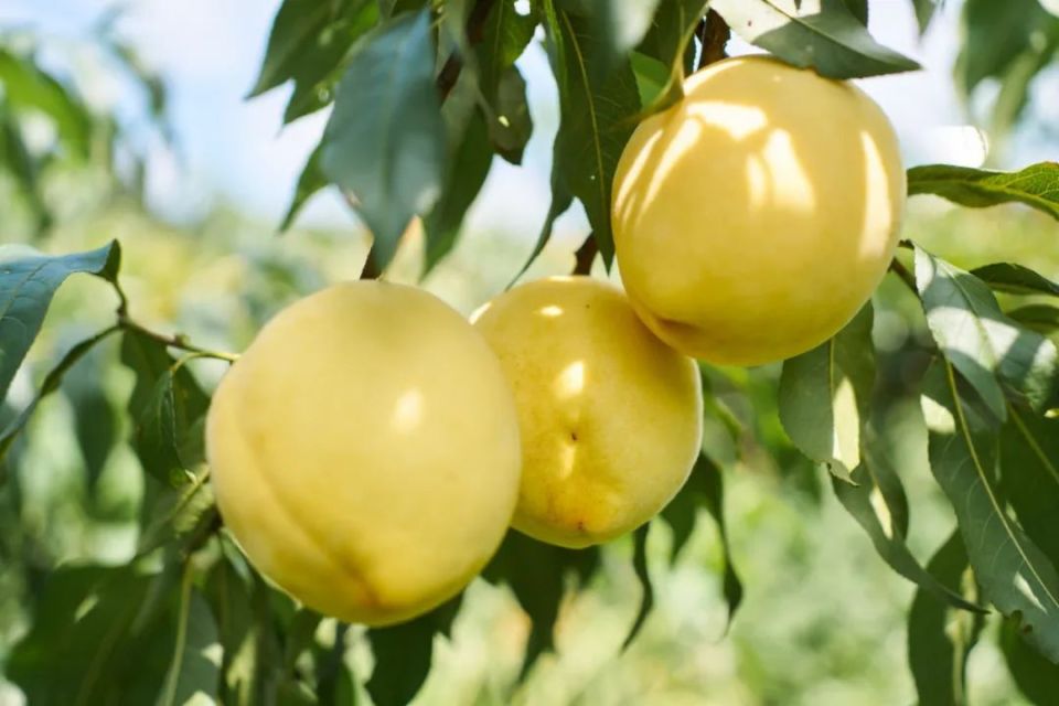 七星关黄桃熟了!快来采摘!