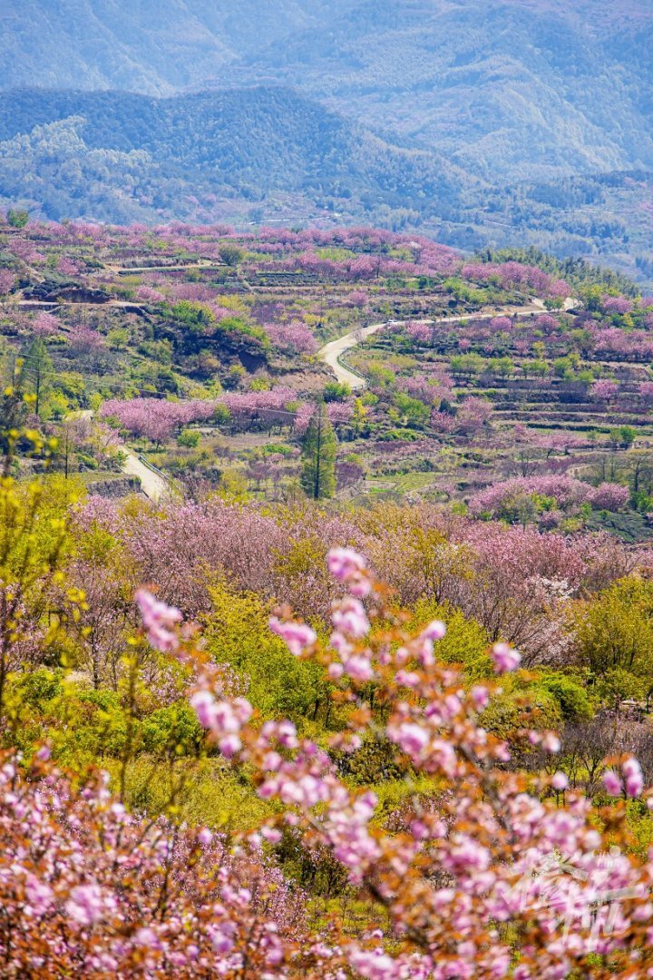 四明山大岚镇樱花图片