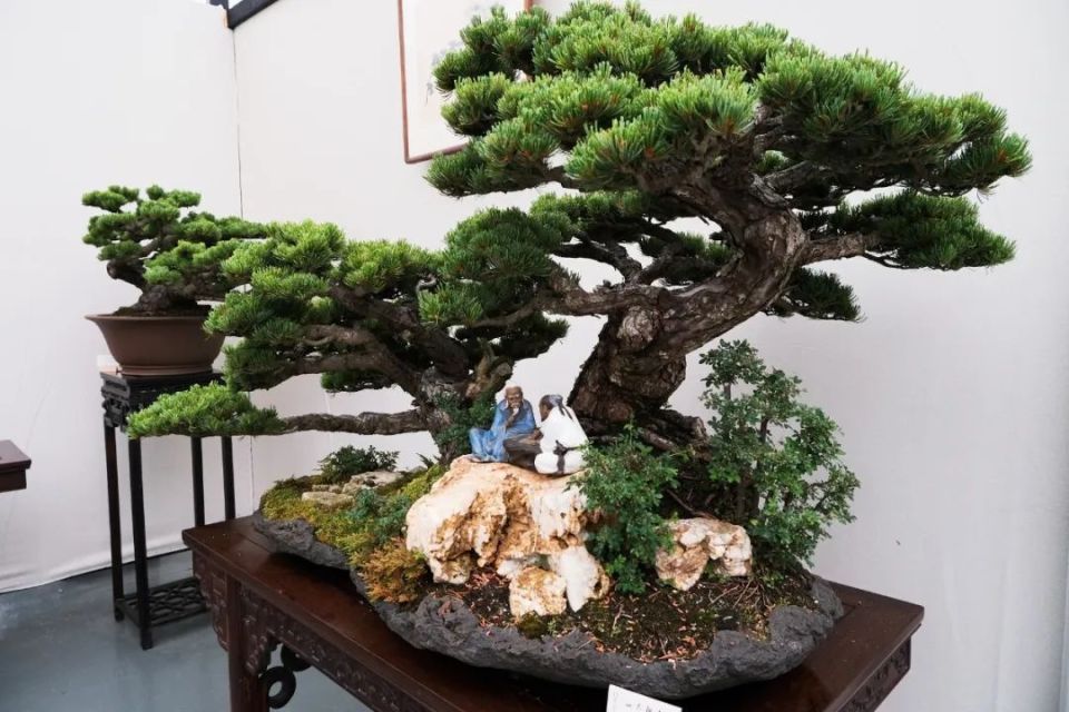 园内有造型盆景树桩三百多盆,其中有榉树,朴树,瓜子黄杨,三角枫,乌桕