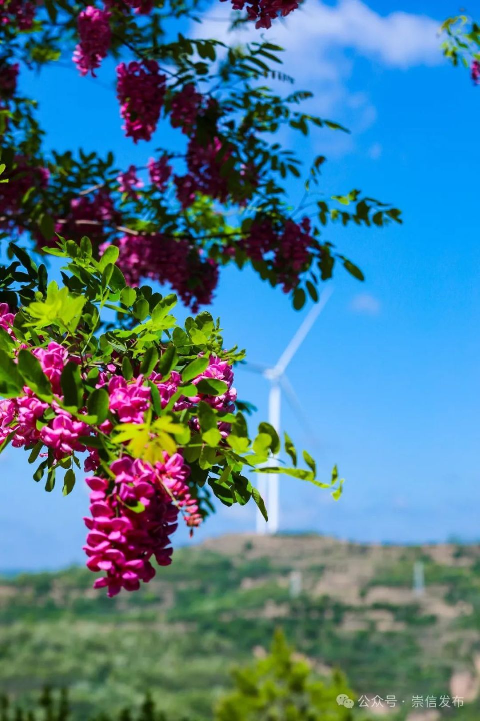 崇信:五月槐花开 花香伴夏来