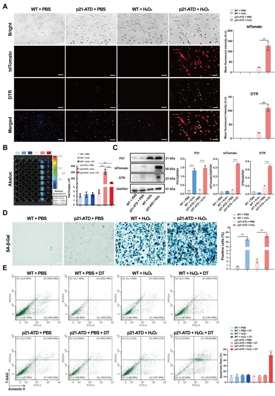大学附属东方医院何志颖教授团队构建新型衰老示踪p21-atd小鼠模型