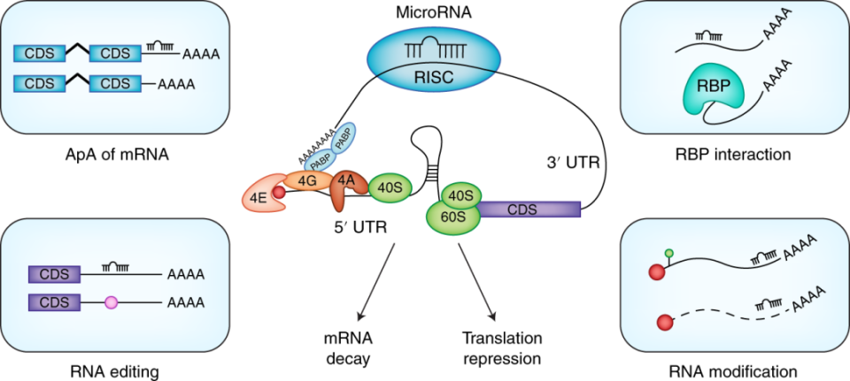解读2024年诺奖：免疫系统中的microRNA调控历史与展望_腾讯新闻