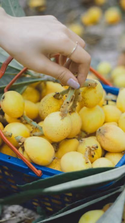 枇杷是温州的特产水果之一