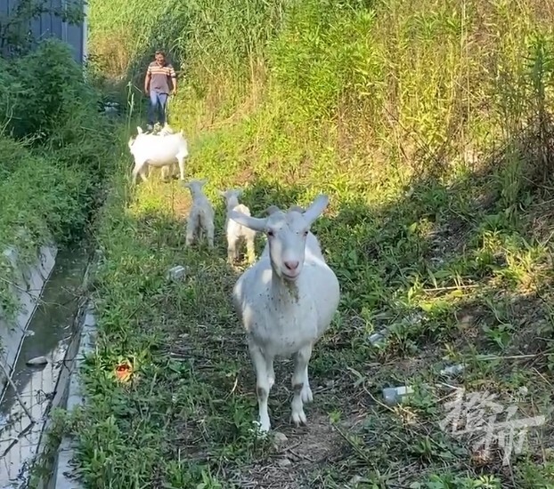 老罗在桐乡一家工厂上班,养羊是他的副业.