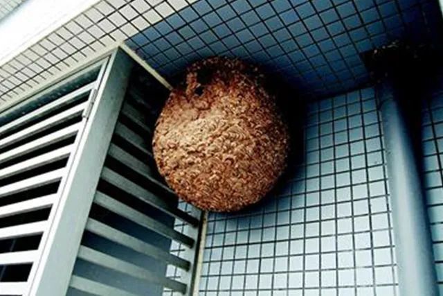 马蜂频繁扰民,如何安全度过高"蜂"期?