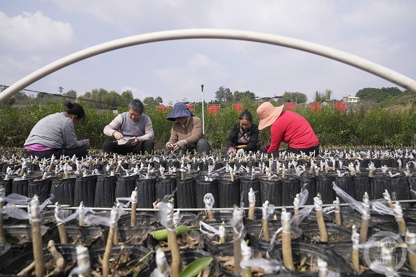 重庆北碚:春来柑橘育苗忙_腾讯新闻