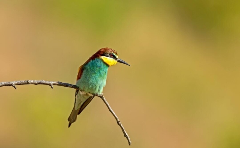 新疆生态好不好 鸟儿来投票