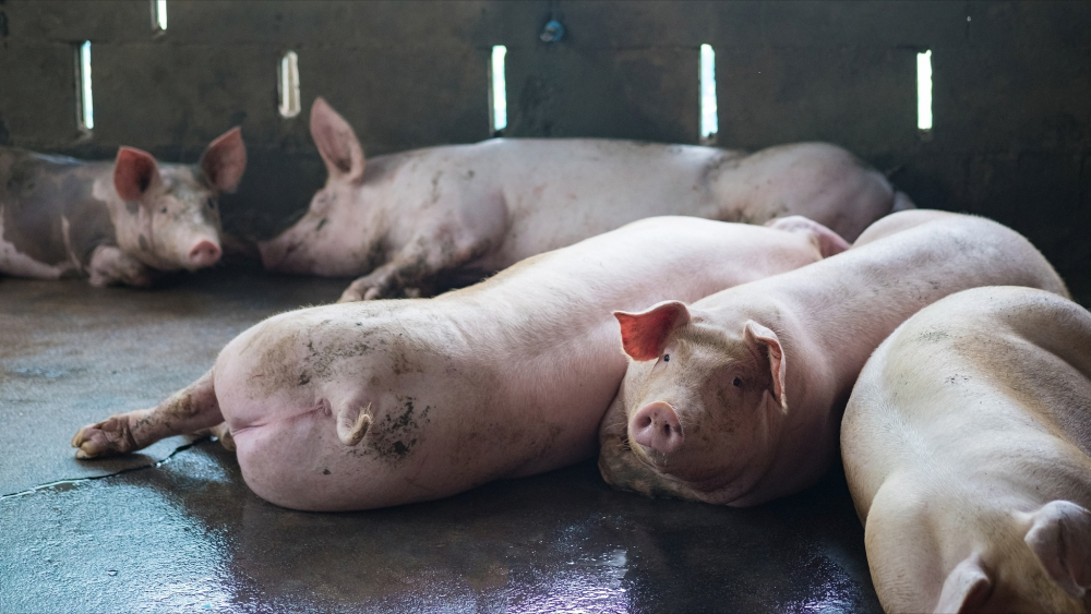 但是,由于阶段性底部支撑较强,猪价话语权集中在养殖方面,在情绪支撑