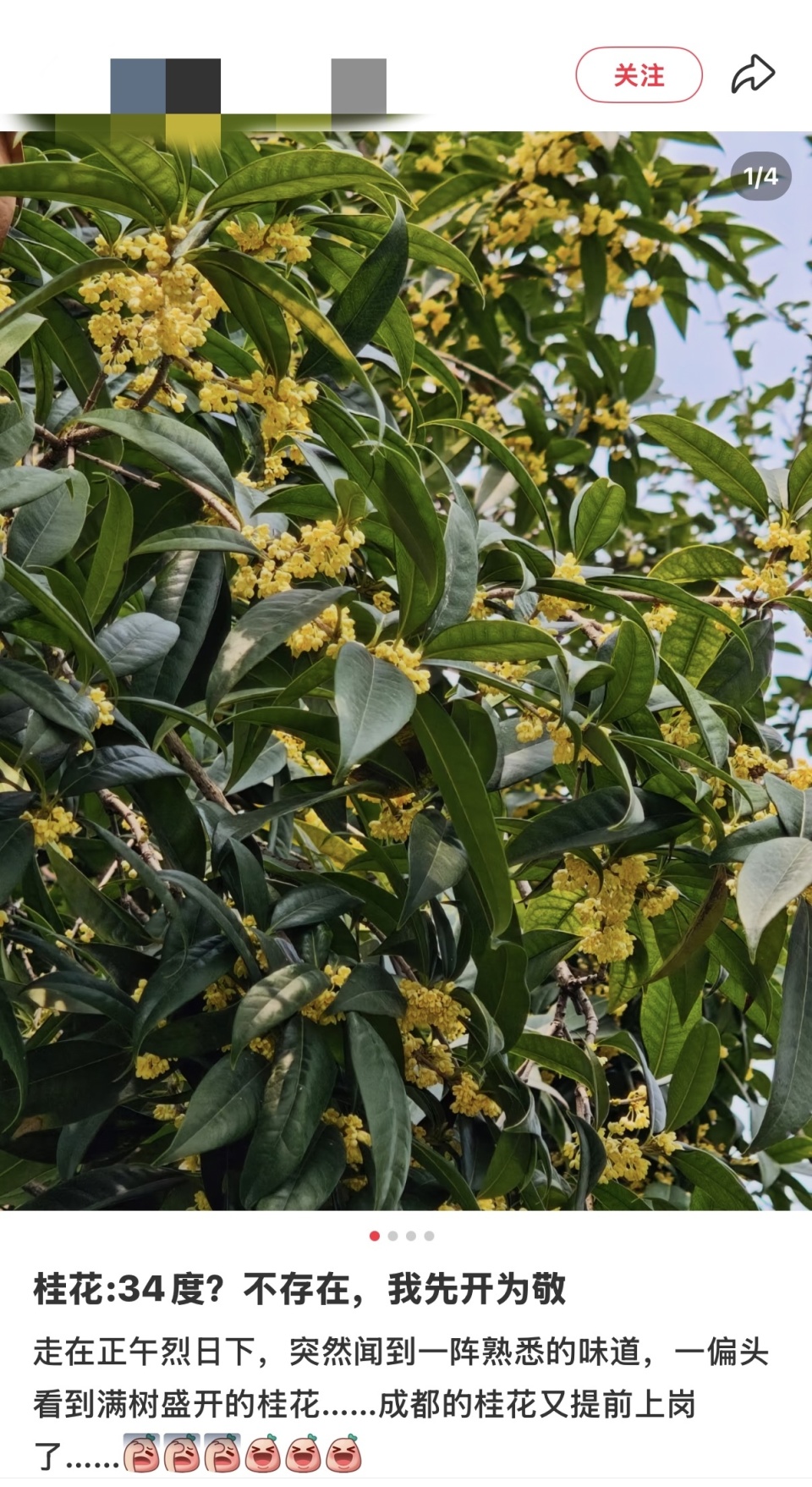 秋意被桂花递到鼻尖！专家：今年成都桂花有望开3轮_腾讯新闻