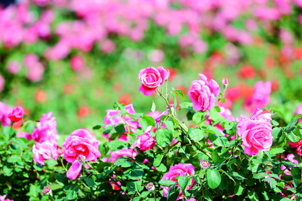 市区月季蔷薇绽放扮靓夏日园林