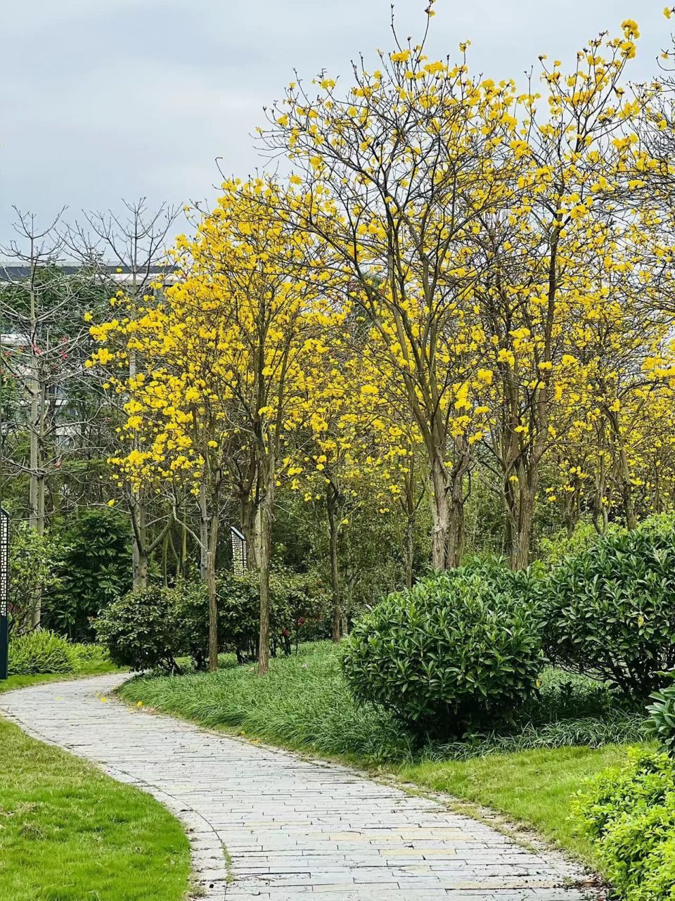 南宁黄花风铃木悄然绽放扮靓街道_腾讯新闻