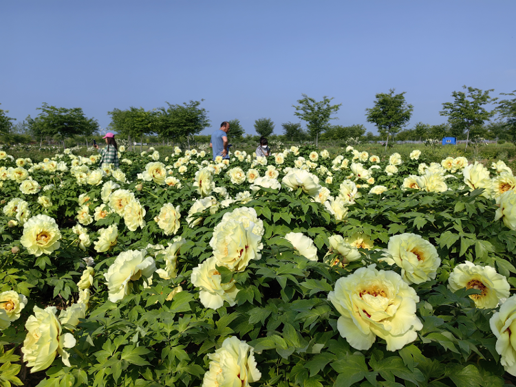 菏泽牡丹园地址:菏泽市牡丹区牡丹街道办事处大郭集行政村芍药:种植