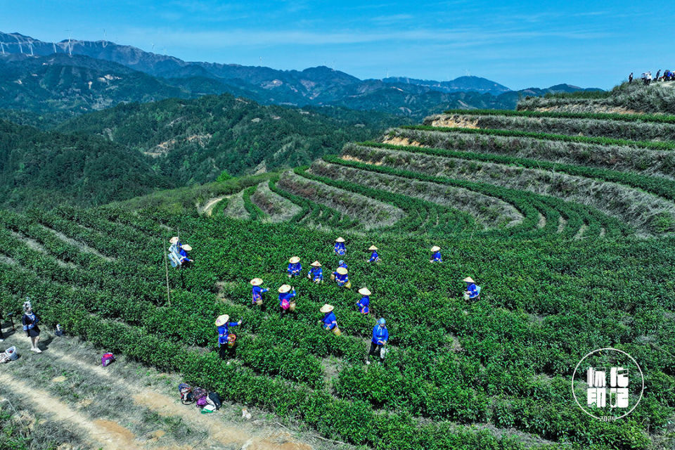 赴一场怀化茶山的春之约_腾讯新闻