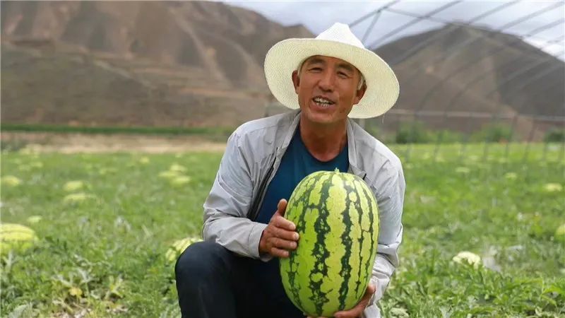 会宁县土高山乡砂田西瓜上市