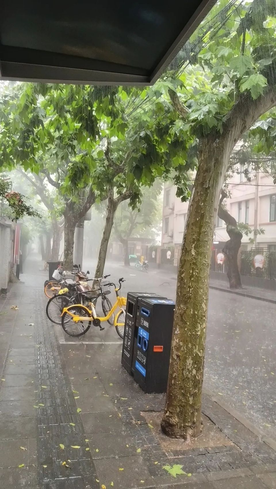 上海台风天气图片