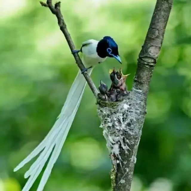 "中国最美小鸟"蓝喉蜂虎现身大悟