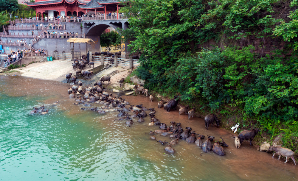 四川省南充市蓬安县相如街道油房沟社区嘉陵江段,成群的水牛渡江后