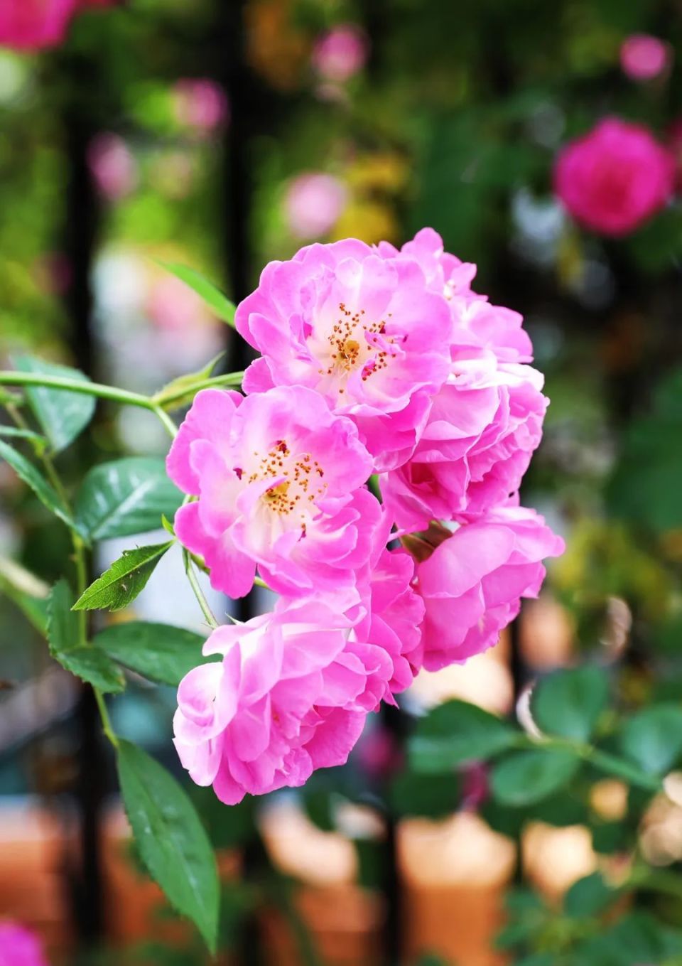 开成了街边最美的风景一簇簇蔷薇花不动声色地碧绿的枝条间摄影:姜