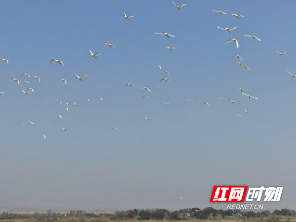 组图南洞庭湖恋春候鸟明朗山上久不归