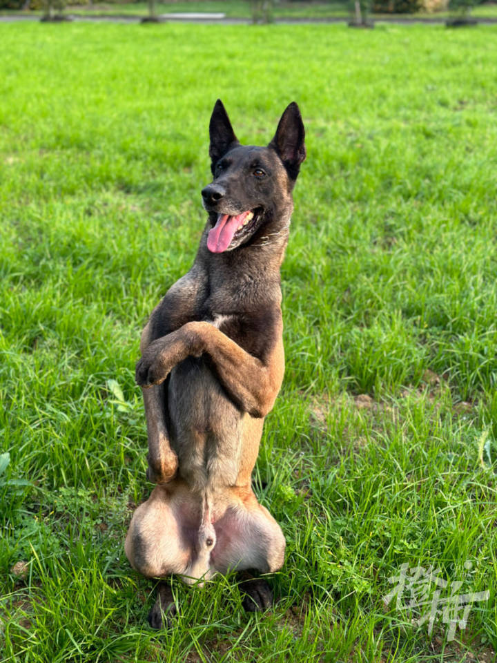 大赛在即,八依,辛巴,麦克斯……犬力爆表,"熊猫"和"豹子"随行出征