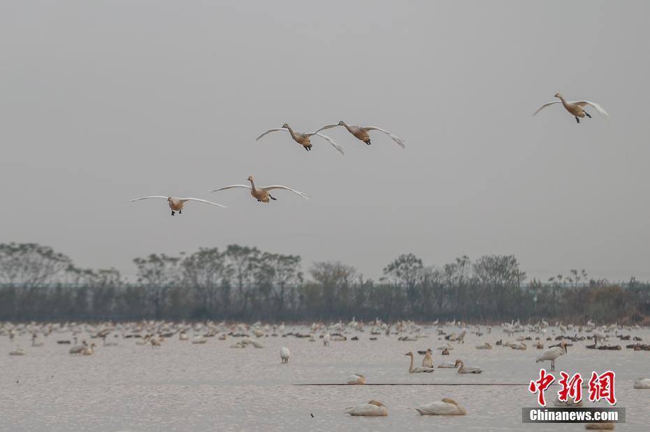 江西南昌鄱阳湖畔：候鸟翔集 安然越冬_腾讯新闻