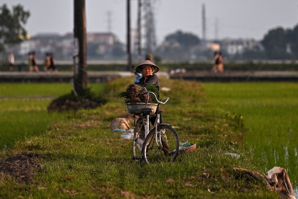 7月2日,在越南河内,农民在稻田里劳作.