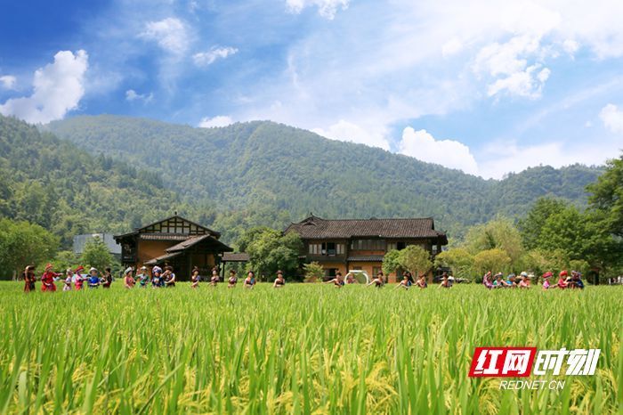 稻浪飘香引客来，黄龙洞景区田园风光受青睐_腾讯新闻