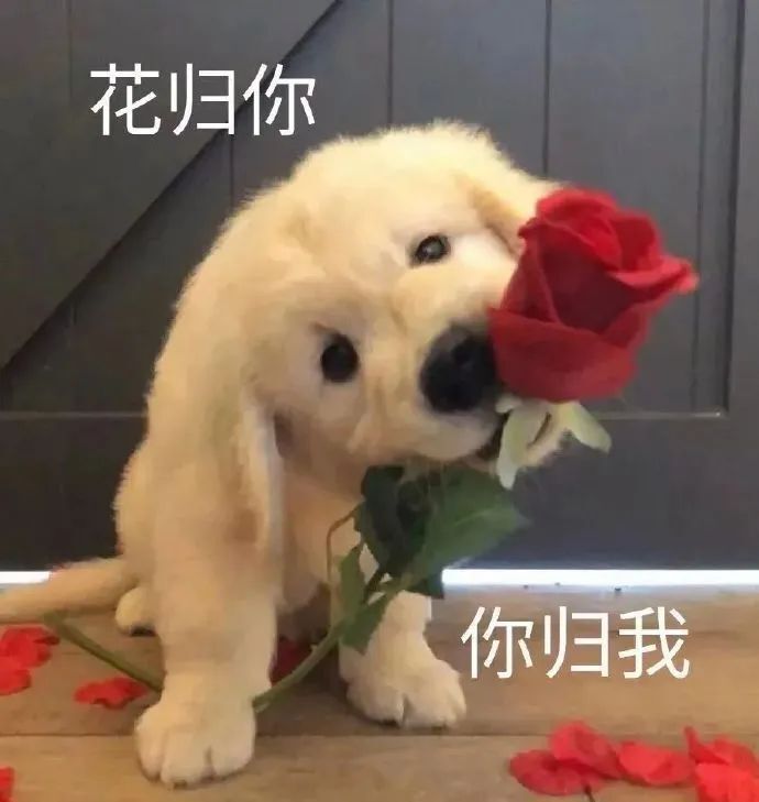 收割机 | jackeylove秘术射击输出拉满,紧张刺激的lpl夏季赛等你来看