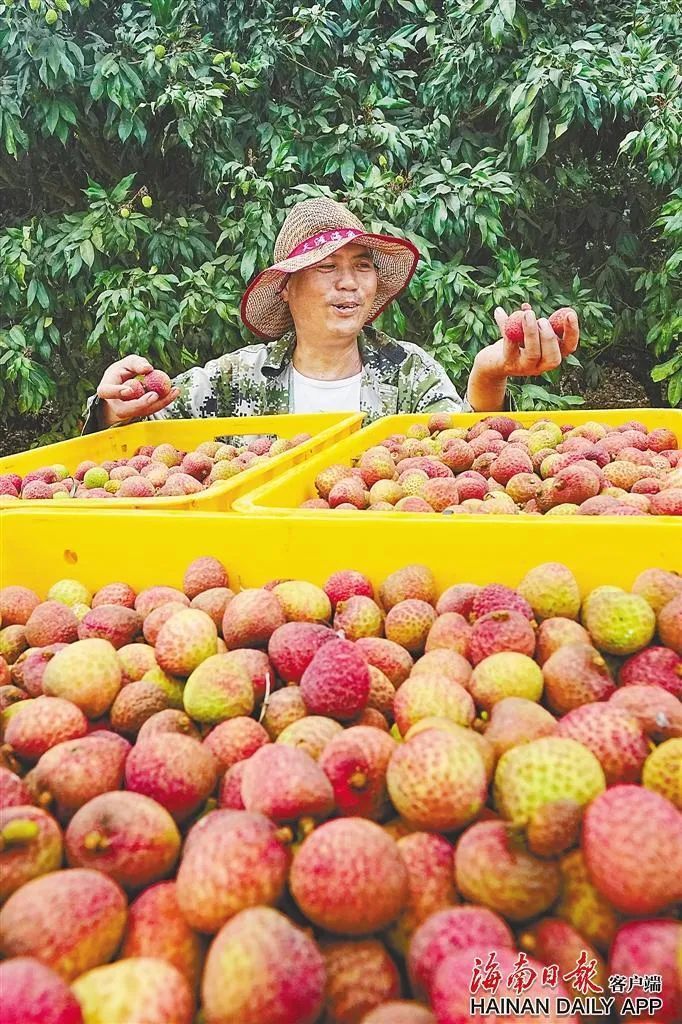 海南如何在荔枝小年中突围