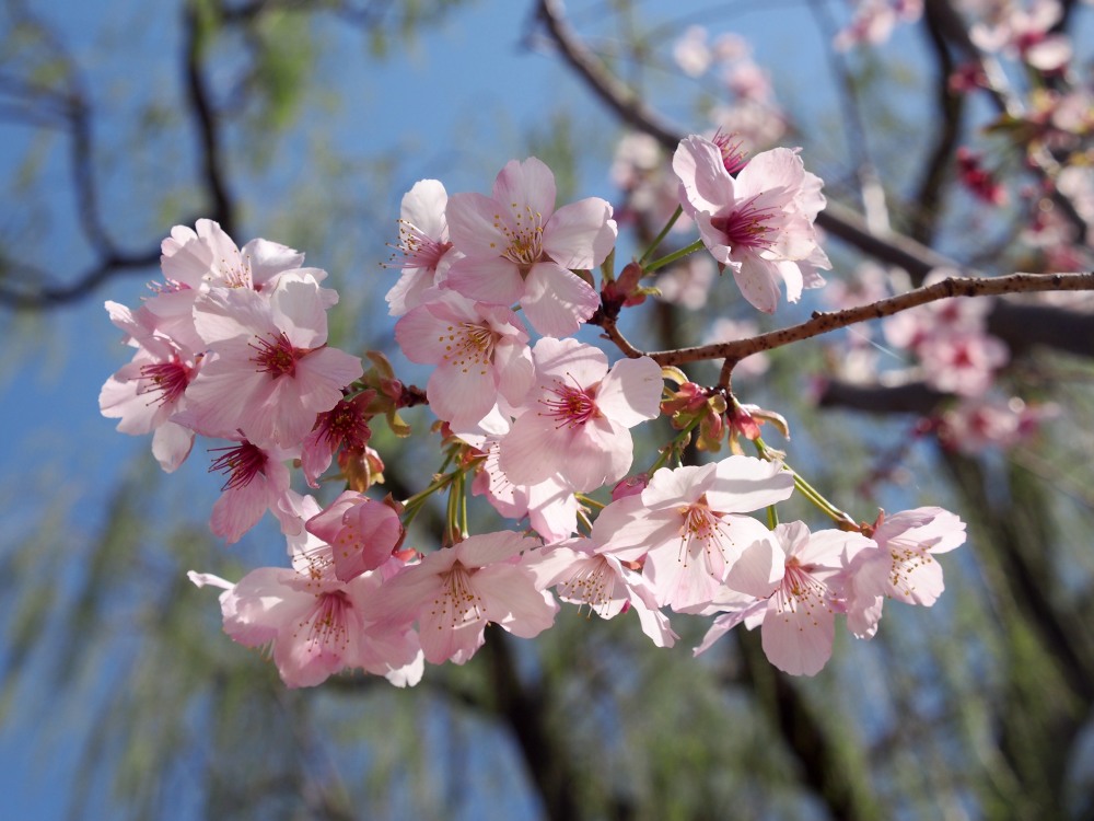 cicphoto/杜建坡 摄↑2024年3月22日,游客在北京玉渊潭公园观赏樱花.