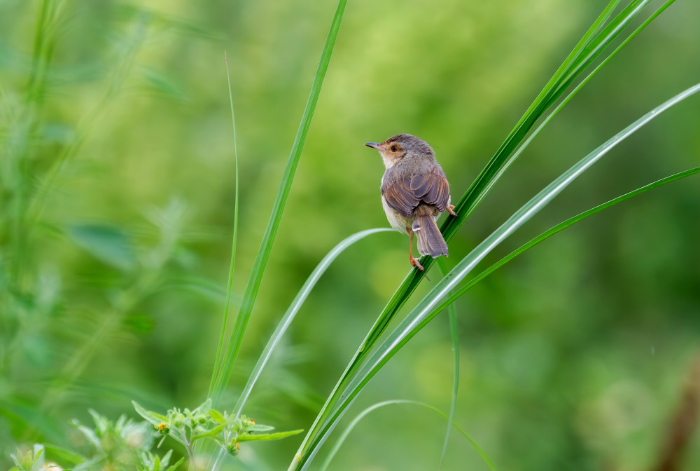 福建:鸟类的乐园
