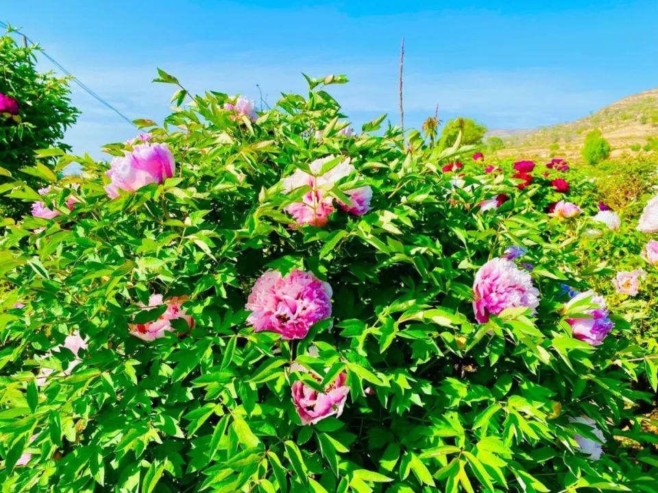 临洮曹家坪牡丹园