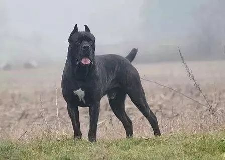 深圳新增14种烈性犬