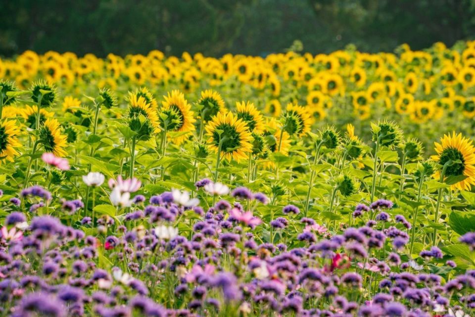 绝美花海再上新!