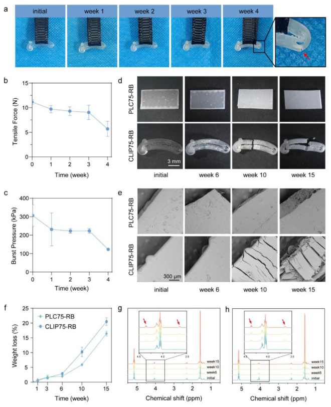什么是可吸收夹四川大学何斌、成都大学高文霞AM：新型可降解共聚物为高性能组织结扎夹带来革新_https://www.jmylbn.com_新闻资讯_第9张