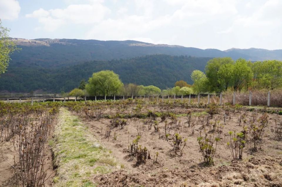 下一步,大理市苍山分局将持续联合大理大学等高等院校和科研单位,不断