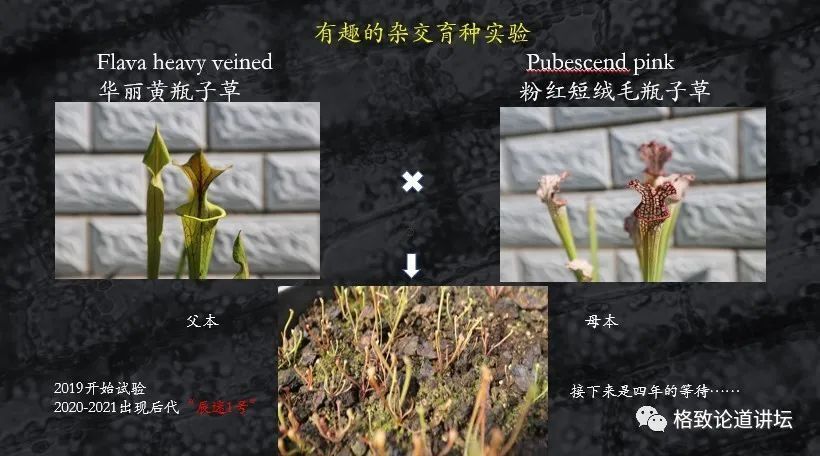 食虫植物非常贪吃,一到夏天,最好玩的一件事就是帮助它们减肥 | 高源