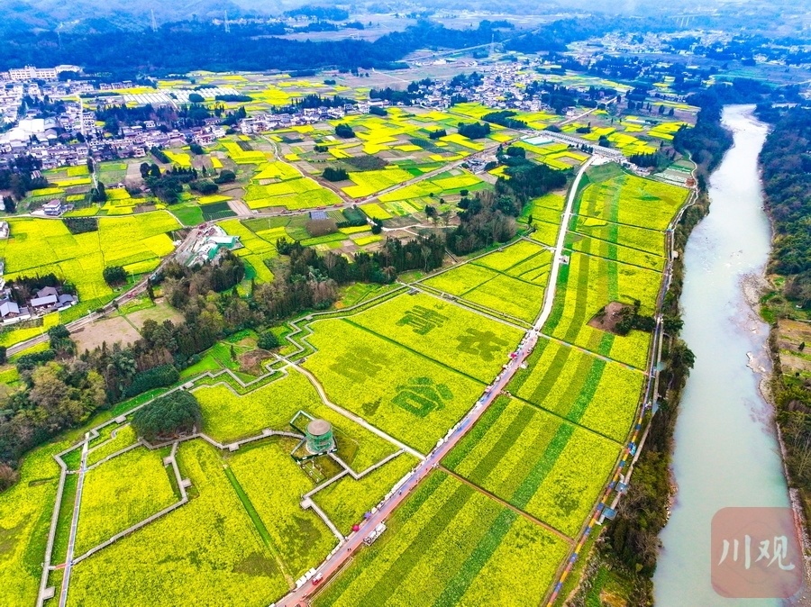 睛彩雅安142丨芦山油菜花开春意浓