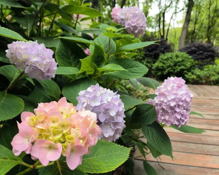 长宁这些公园,绿地里的"梦幻之花"正在盛放