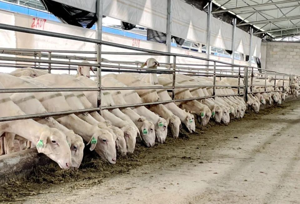 你知道吗?北方羊"落户"宁明啦