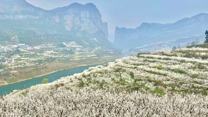 贵州织金繁花朵朵开出美丽经济