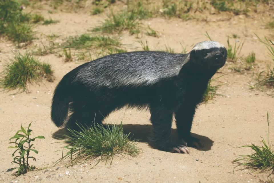 动物凶猛,不可貌相