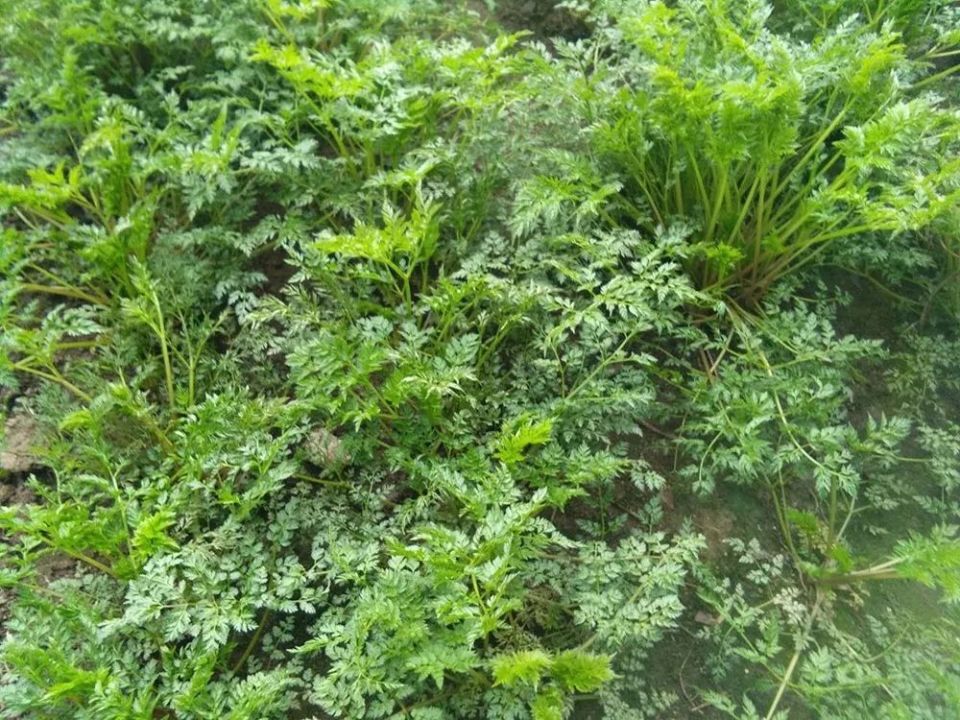 嗅觉敏锐的朋友还可以通过气味来辨识:老山芹散发出一股清新的香气,而