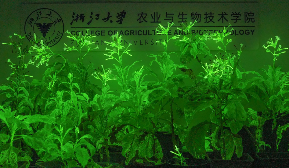 发光牵牛花在海外开售 国产自发光植物还远吗？｜科技观察_腾讯新闻
